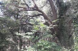 la biodiversité dans la gestion de sa forêt