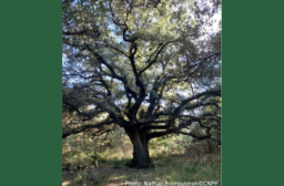 arbre