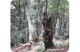 Photo arbre mort
