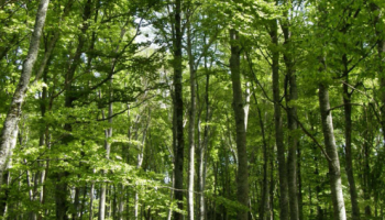 Couverture Forêts d'Occitanie n° 17