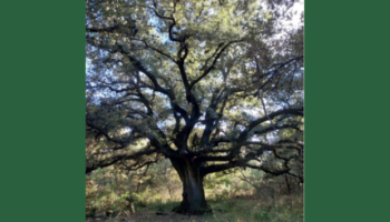 arbre