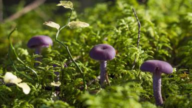 Prévention des intoxications par les champignons sauvages
