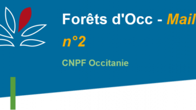 Forêt d'Occ - Mail n°2