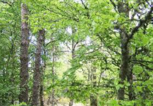 forêt