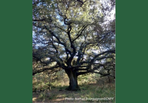 arbre