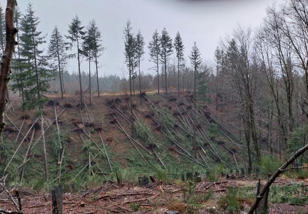 crédit photo: Jean-Michel d'Orazio©CNPF