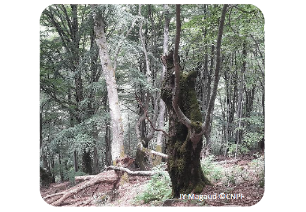 Photo arbre mort