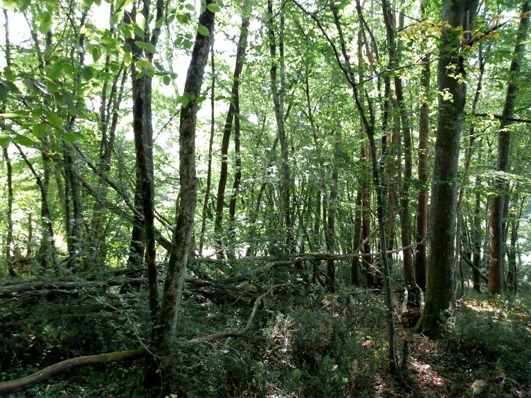 Forêt PDM Lannemezan Baises et Nestes