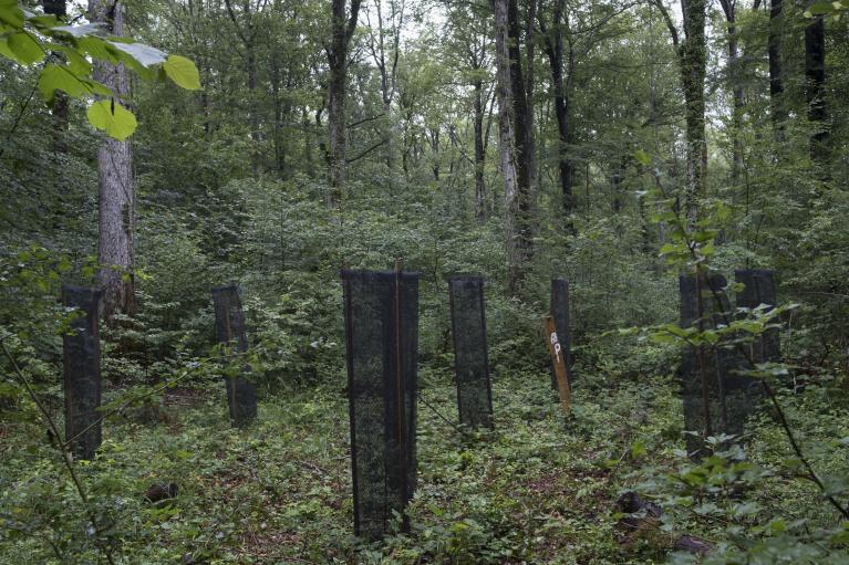 Plantation trouée hâtraie