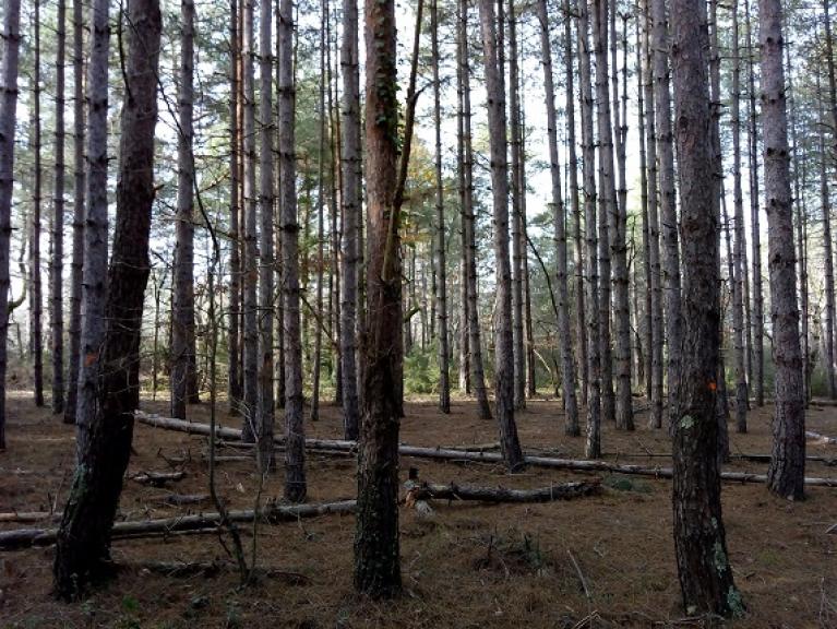 Forêt des Coteaux secs de Mirepoix