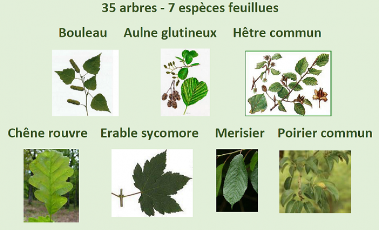 espèces plantées