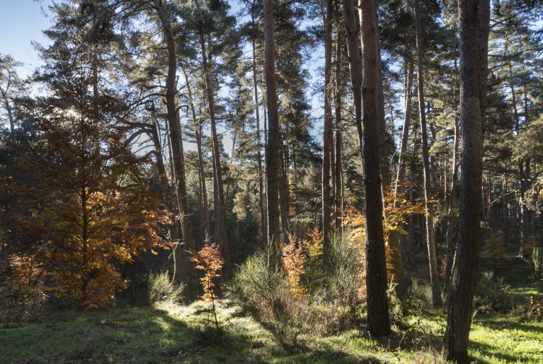 Futaie de pin sylvestre en Lozère, en conversion en irrégulier - Photo Sylvain Gaudin © CNPF