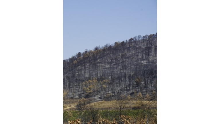 forêt brûlée