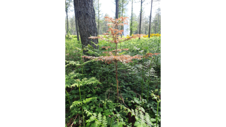 Régénération naturelle frottée par le gibier