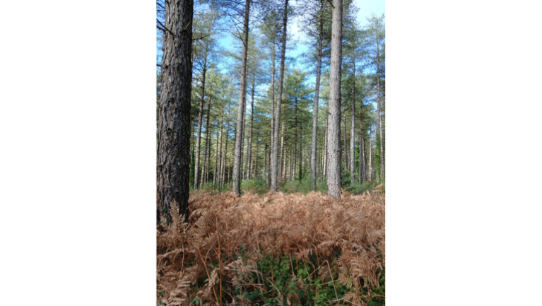 Peuplement de pins laricio de 60 ans environ
